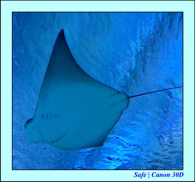 2006 - 07 - Kuala lumpur -  Aquarium 31